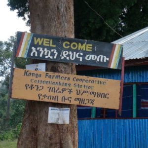 画像3: イルガチェフェ　G1　コンガ農協　（エチオピア）　200g