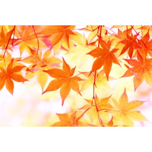 画像: 秋ブレンド　200g